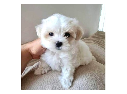 Xs Maltese Bebekler görsel