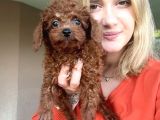 Toy Poodle Yavruları Bursa Köpek Okulu