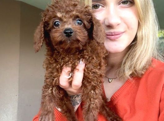 Toy Poodle Yavruları Bursa Köpek Okulu görsel