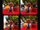 Red Brown Toy Poodle