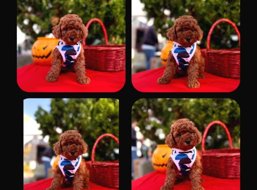 Red Brown Toy Poodle görsel