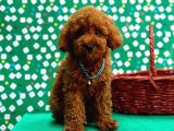 Red brown toy poodle