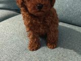 Toy Poodle Red Brwon Yavrular
