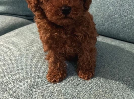 Toy Poodle Red Brwon Yavrular görsel