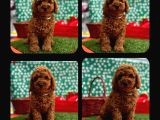 Toy Poodle Red Brown Yav
