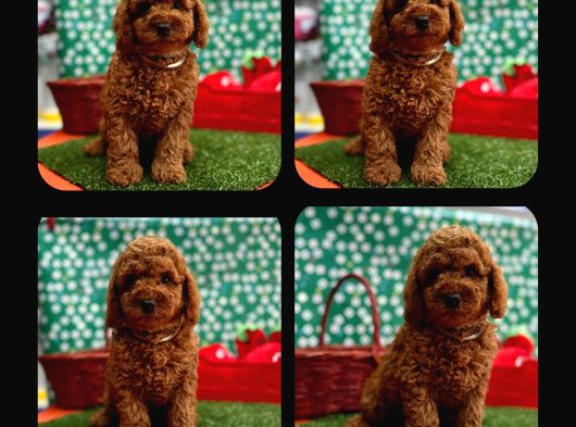 Toy Poodle Red Brown Yav görsel