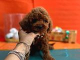 Toy poodle red brown yav