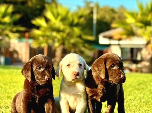 LABRADOR RETRIEVER YAVRULARI ISTANBUL