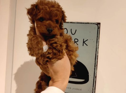 Tatlı Toy Poodle Bebeklerim görsel