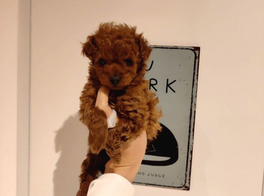 Tatlı Toy Poodle Bebeklerim görsel