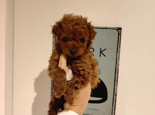 Tatlı Toy Poodle Bebeklerim
