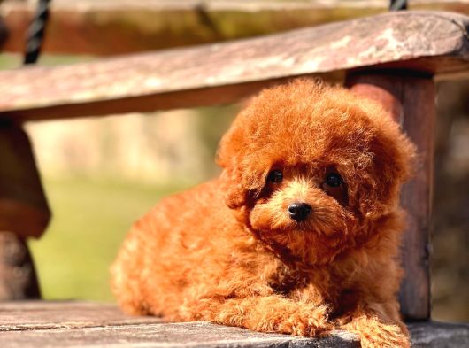 Red Brown Toy Poodle Yavruları İstanbul görsel