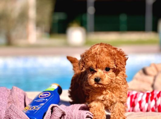 Tea Cup  ORJİNAL Toy Poodle Yavrulari