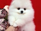 Karbeyaz Pomeranian Bo Tedy Bear