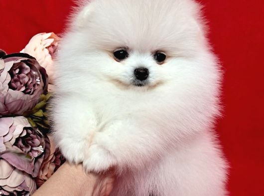 Karbeyaz Pomeranian Bo Tedy Bear görsel