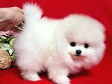 Karbeyaz Pomeranian Bo Tedy Bear