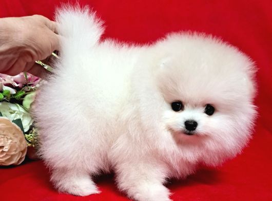 Karbeyaz Pomeranian Bo Tedy Bear görsel