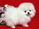 Karbeyaz Pomeranian Bo Tedy bear