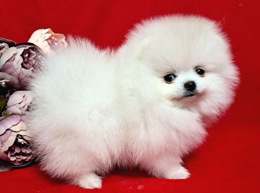 Karbeyaz Pomeranian Bo Tedy Bear