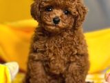 Peluş Oyuncak Toy Poodle Yavrumuz