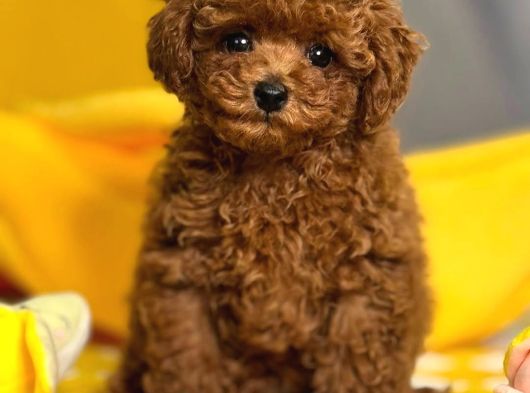 Peluş Oyuncak Toy Poodle Yavrumuz