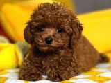 Peluş Oyuncak Toy Poodle Yavrumuz