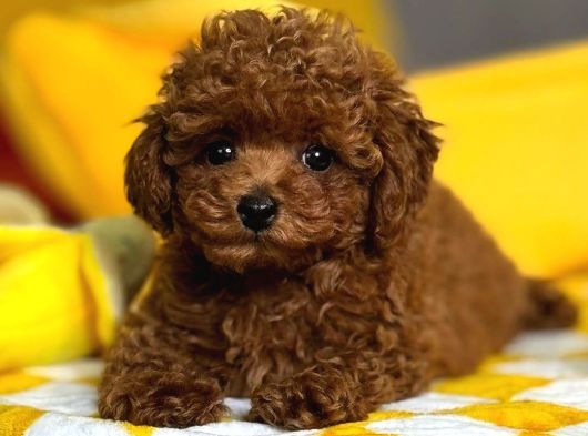 Peluş Oyuncak Toy Poodle Yavrumuz görsel