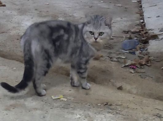 Çok Çok Acil Evden Atılmış Cins Kediye Yuva görsel