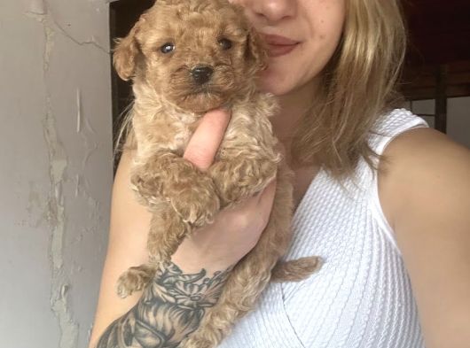 Toy Poodle Yavruları Bursa Köpek Okulu görsel