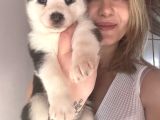 Bursa Köpek Okulundan Sibirya Kurdu Yavruları