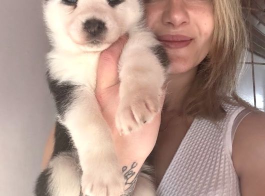Bursa Köpek Okulundan Sibirya Kurdu Yavruları görsel