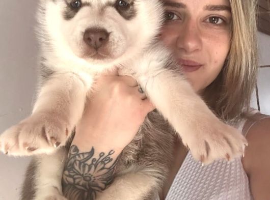 Bursa Köpek Okulundan Sibirya Kurdu Yavruları