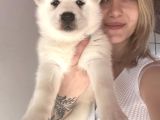 Bursa Köpek Okulundan Sibirya Kurdu Yavruları