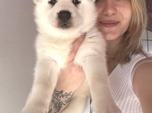 Bursa Köpek Okulundan Sibirya Kurdu Yavruları görsel