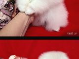 Karbeyaz Pomeranian Bo Tedy Bear
