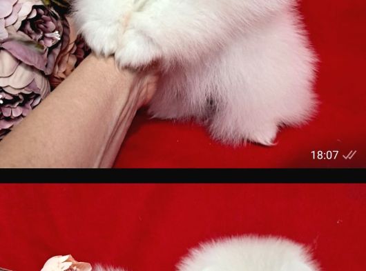 Karbeyaz Pomeranian Bo Tedy Bear görsel