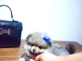 1 Ay Sağli̇k Garanti̇li̇ Pomerani̇an Boo Bebekler