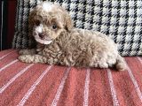 Yılbaşı Kurabiyesi Güzel Yüzlü Toy Poodle Yavru