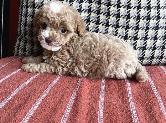 Yılbaşı Kurabiyesi Güzel Yüzlü Toy Poodle Yavru görsel
