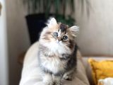 Dünya Tatlisi Golden Black Bri̇ti̇sh Longhai̇r