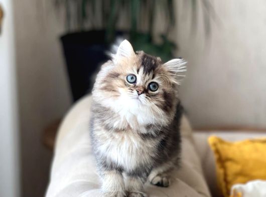 Dünya Tatlisi Golden Black Bri̇ti̇sh Longhai̇r görsel