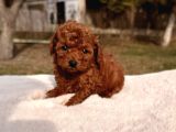 Kore Kan Red Brown Mini Toy Poodle
