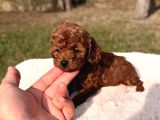 Kore kan red brown mini Toy poodle