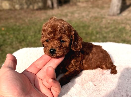 Kore Kan Red Brown Mini Toy Poodle
