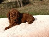Kore Kan Red Brown Mini Toy Poodle
