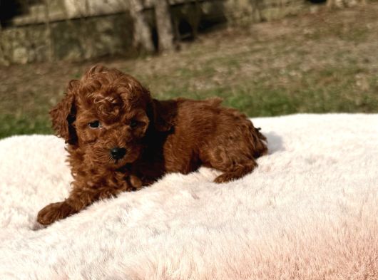 Kore Kan Red Brown Mini Toy Poodle görsel