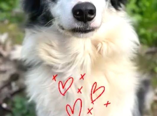 Bursa Köpek Okulundan Border Collie Yavruları görsel