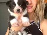 Bursa Köpek Okulundan Border Collie Yavruları