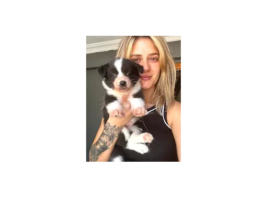 Bursa Köpek Okulundan Border Collie Yavruları görsel