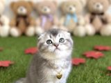 SEVİMLİ BEBEĞİM ŞANSLI SAHİBİNİ ARIYOR